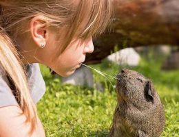 بهترین نوع حیوانات خانگی: یک راهنمای جامع برای انتخاب بهترین همراه خانگی