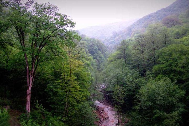 جنگل‌های هیرکانی