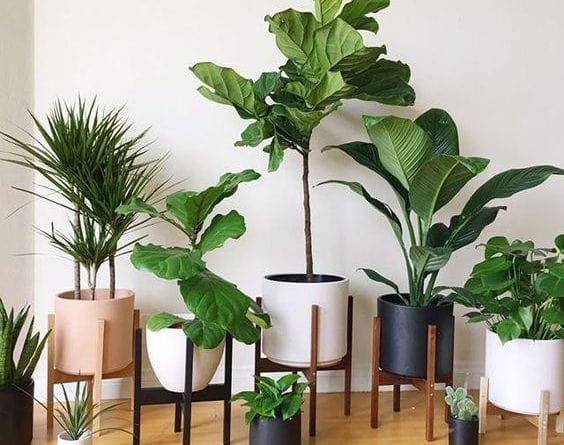 گیاهان آپارتمانی