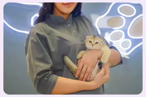 سایمون کت بزرگترین مرکز فروش گربه ایران